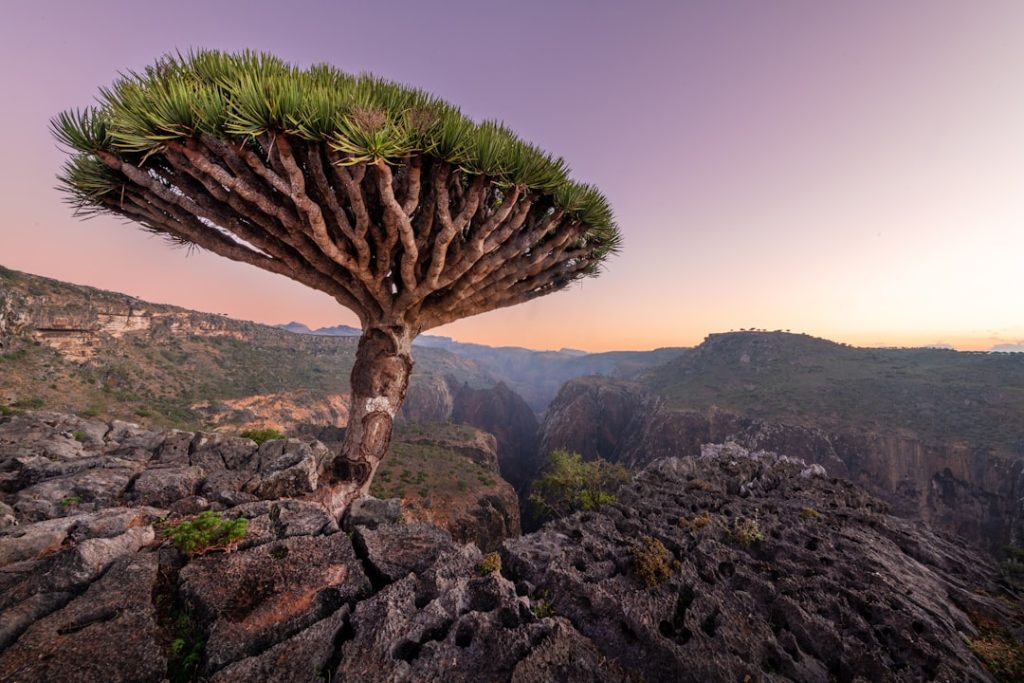 The Dragon Blood tree is native to the Socotra archipelago, part of Yemen, located in the Arabian Sea. It is named after the blood-like color of the red sap that the trees produce.