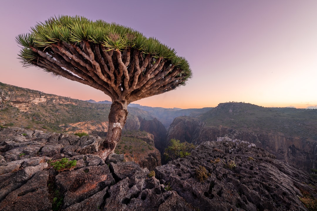 The Dragon Blood tree is native to the Socotra archipelago, part of Yemen, located in the Arabian Sea. It is named after the blood-like color of the red sap that the trees produce.